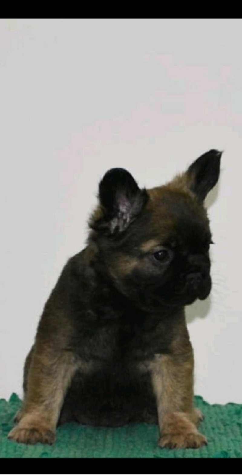 Francuski buldog fluffy Slika 