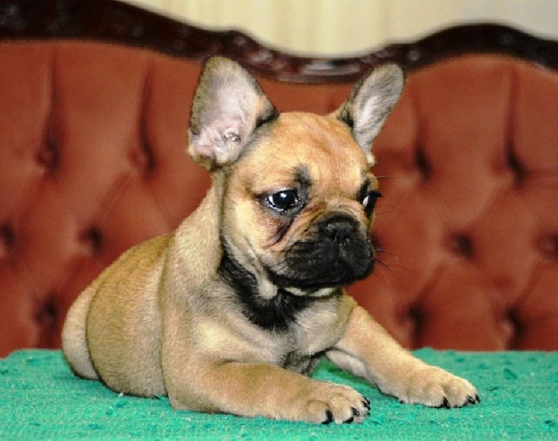 Francuski buldog fluffy Slika 