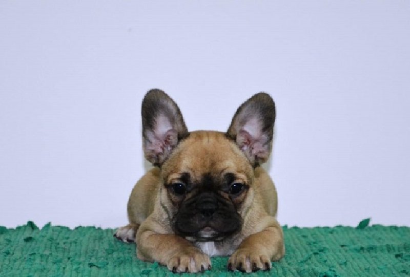 Francuski buldog fluffy Slika 