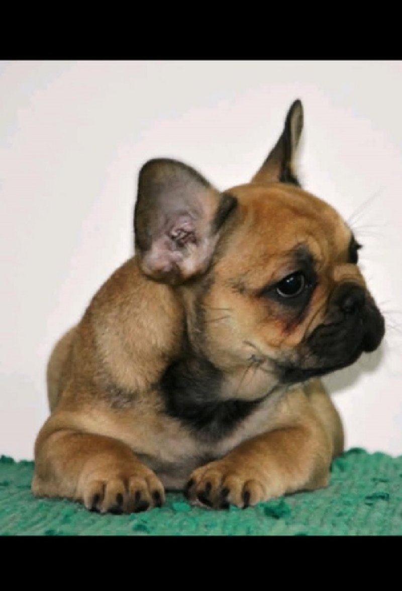 Francuski buldog fluffy Slika 