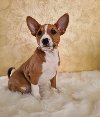 Basenji stenci povoljno ponuda Kućni ljubimci