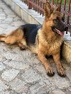 Zenka NEMACKOG OVCARA, stara 10 meseci potreba Kućni ljubimci