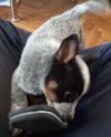 Australian Cattle Dog  (Australijski govedar) šten potreba Kućni ljubimci