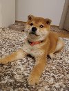 Shiba inu stenci ponuda Kućni ljubimci