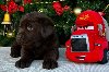 Labrador retriver čokoladni štenci na prodaju potreba Kućni ljubimci