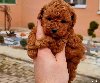 Malene, prelepe,  teddy bear toy pudle potreba Kućni ljubimci