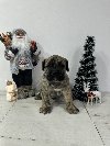 Preca Canario Kanarska doga štenci ponuda Kućni ljubimci