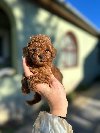 Toy i Mini Pudle ponuda Kućni ljubimci