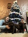 Čokoladni i crni štenci Labrador Retrievera ponuda Kućni ljubimci