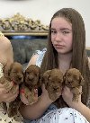 Cockapoo štenci ponuda Kućni ljubimci