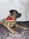 Dostupni stenci Cane Corsa ponuda Kućni ljubimci