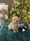 Maltipoo prelepi stenci + POKLON potreba Kućni ljubimci