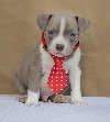American bully pocket ponuda Kućni ljubimci