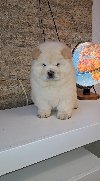 Chow chow ponuda Kućni ljubimci