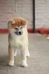 Akita Inu ponuda Kućni ljubimci