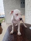 Dogo Argentino štenci potreba Kućni ljubimci