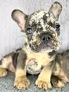 Francuski Buldog stenci egzoticnih boja potreba Kućni ljubimci