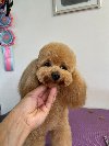 Toy pudla potreba Kućni ljubimci