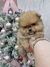 BOO teddy bear pomeranci spremni su za preuzimanje potreba Kućni ljubimci