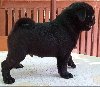Mops muško štene potreba Kućni ljubimci