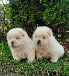 Chow Chow cau cau ponuda Kućni ljubimci
