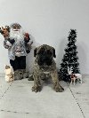 Preca Canario Kanarska doga štenci ponuda Kućni ljubimci