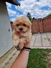 Preslatke bebice MALTIPOO spremni za preuzimanje. ponuda Kućni ljubimci