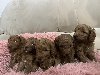 Mini patuljaste pudle POVOLJNO ponuda Kućni ljubimci