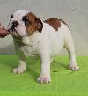 Štenci ENGLESKOG BULDOGA ponuda Kućni ljubimci