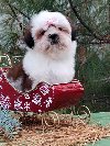 SHIH TZU žensko štene potreba Kućni ljubimci