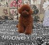 Malene, prelepe,  teddy bear toy pudle potreba Kućni ljubimci