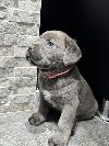 Cane Corso potreba Kućni ljubimci