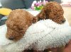 Toy Pudle – Ljubav na Prvi Pogled! ponuda Kućni ljubimci