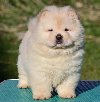 Chow Chow Cau Cau Čau Čau ponuda Kućni ljubimci