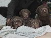 Cokoladni stenci Labrador retriver potreba Kućni ljubimci