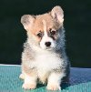 Velski korgi/Welsh Corgi Pembroke ponuda Kućni ljubimci
