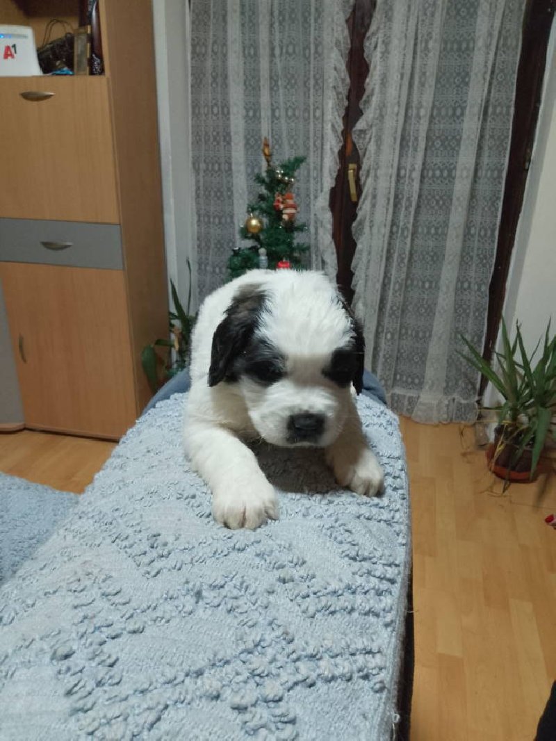 Stenci BERNARDINACA   sa papirima Slika 