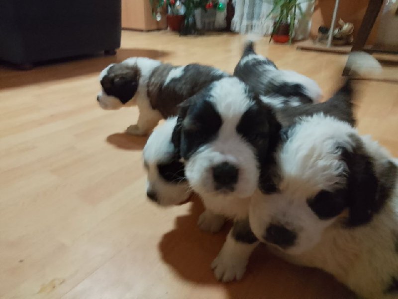 Stenci BERNARDINACA   sa papirima Slika 