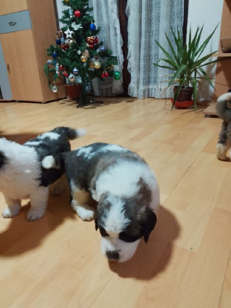 Stenci BERNARDINACA   sa papirima Slika 