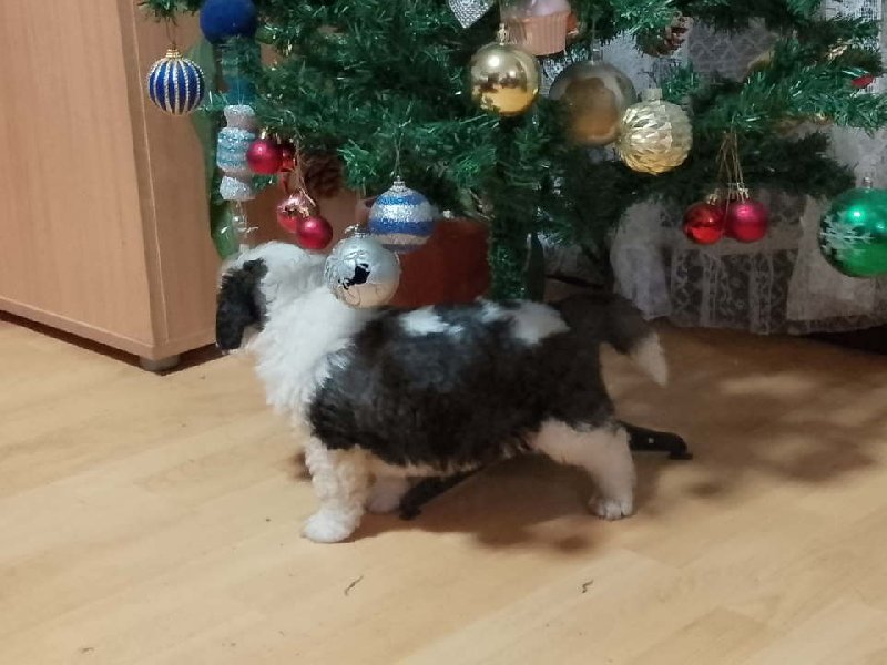 Stenci BERNARDINACA   sa papirima Slika 