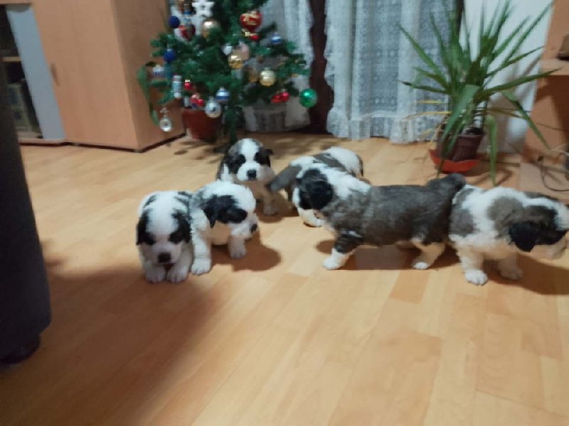 Stenci BERNARDINACA   sa papirima Slika 