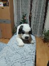 Stenci BERNARDINACA   sa papirima ponuda Kućni ljubimci