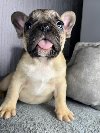 Francuski Buldog stenci ponuda Kućni ljubimci