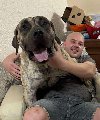 Preca Canario Kanarska doga mužjak potreba Kućni ljubimci