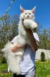 Maine Coon mačići potreba Kućni ljubimci