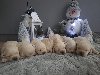 Labrador retriver ponuda Kućni ljubimci