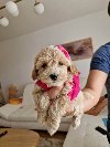 Preslatke bebice MALTIPOO potreba Kućni ljubimci