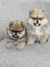 BOO teddy bear POMERANCI potreba Kućni ljubimci