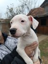 Dogo Argentino štenci ponuda Kućni ljubimci