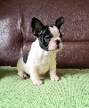 Francuski Buldog PRELEPI štenci potreba Kućni ljubimci